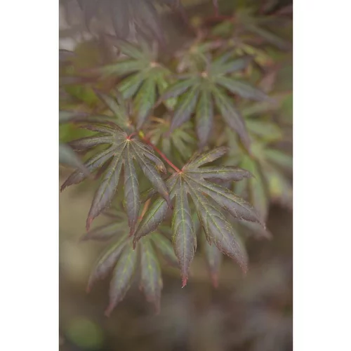 Extérieur équipement：Erable du Japon (ACER PALMATUM TROMPENBURG ) Le pot de 3 litres