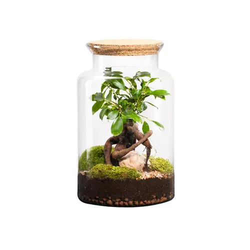 Jardin nature:Terrarium autonome botanic® Jungle Classic Ginseng - Taille M Ø 24 cm H 30 cm