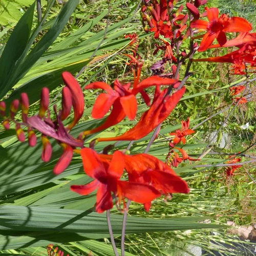 Maison et jardin:Crocosmia Orange - Le pot de 1 litre