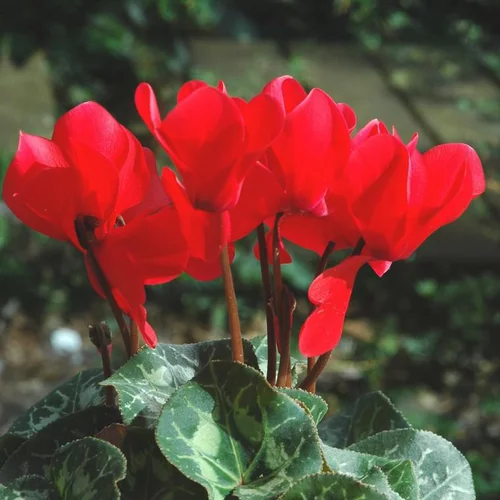 Pour compléter votre jardin:Mini Cyclamen - Le pack de 3 plants