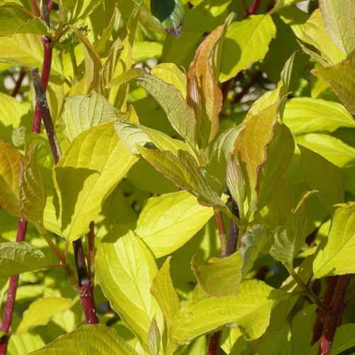 Pour valoriser vos extérieurs:Cornouiller blanc Aurea (Cornus Alba). Le pot de 5 litres