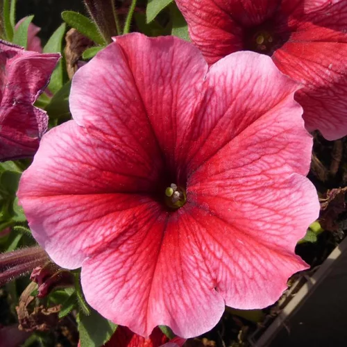 Ambiance jardin：Petunia retombant - Le pot de 25 litres