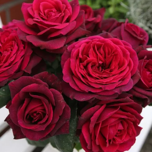 Pour tous vos projets extérieurs：Rosier grosses fleurs Parfuma Mme de Montespan. Le pot de 4 litres