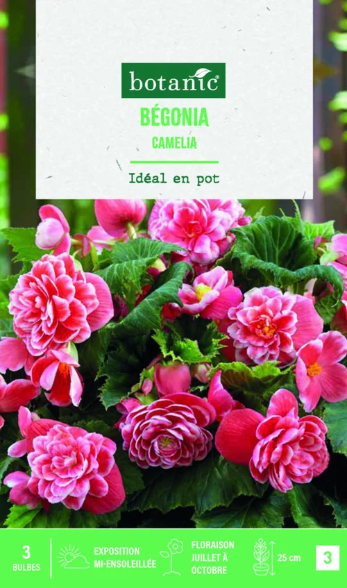 Adapté à l’extérieur：Bulbes de fleurs Bégonia double Camélia botanic® - 3 bulbes