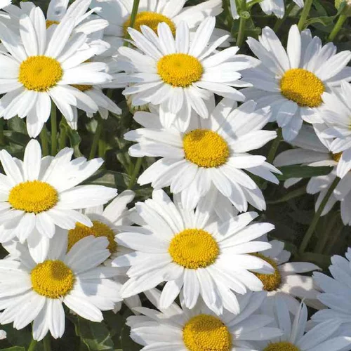 Loisirs jardin:Marguerite d'été - Le pot de 9 x 9 cm