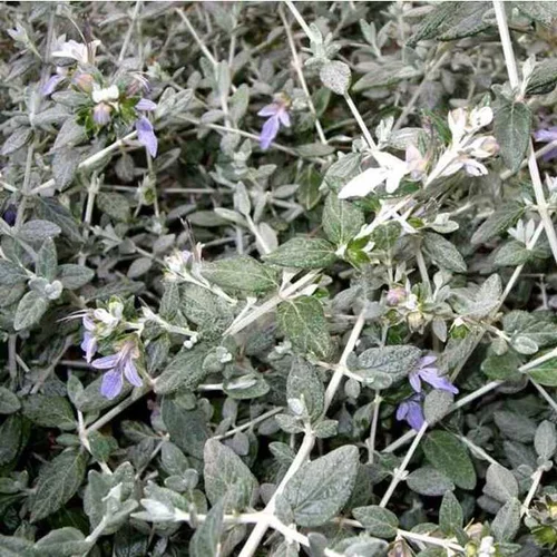 Durable au jardin：Teucrium Fruticans (Germandrée) 40/60 en pot de 3 L bleu