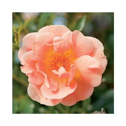 Solution extérieure:Rosier Calizia® pot 2L