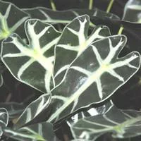 Pour l’univers du jardin：Alocasia Polly