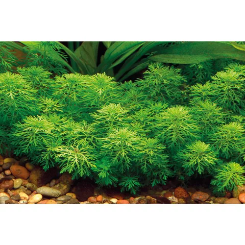 Jardin loisirs：Plante aquatique Limnophila Sessiliflora en pot