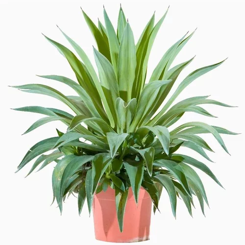 À adopter au jardin：Agave Desmentiana. Le pot de 15 litres