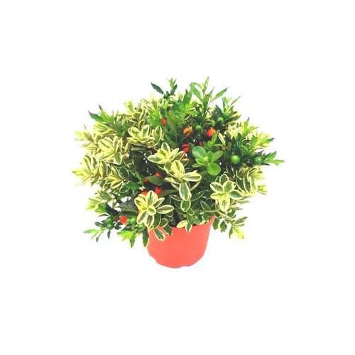 Choix pratique：Duo veronique et solanum - Le pot de 4 litres