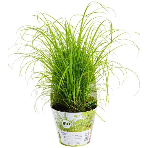 Jardin & déco:Plante Amie Des Animaux Cyperus Bio. Le pot de diamètre 11 cm