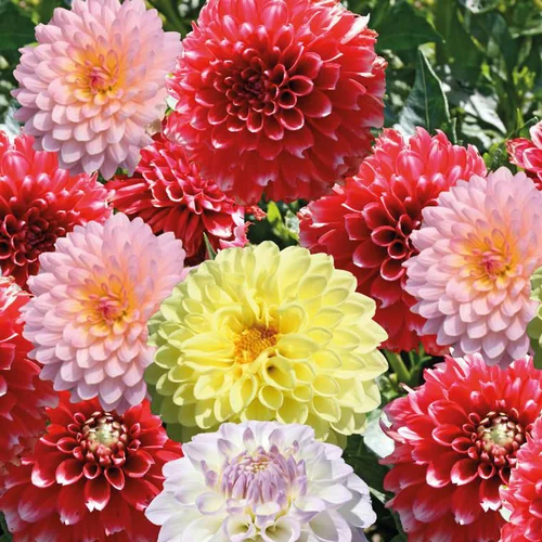 Conçu pour vos extérieurs：Dahlia nain semi double - La barquette de 4 plants