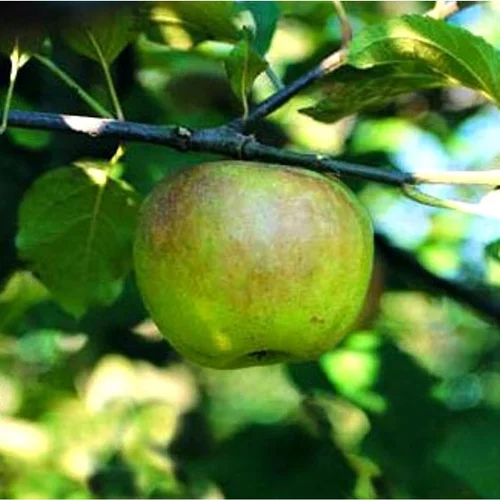 Votre allié à l’extérieur:Pommier Reinette Blanche Du Canada. Le pot de 15 litres forme 1/2 tige