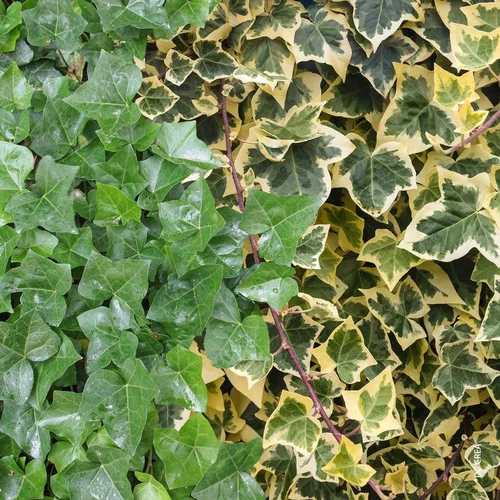 Pour créer votre espace extérieur：Hedera Duo - Le pot de 1 litre