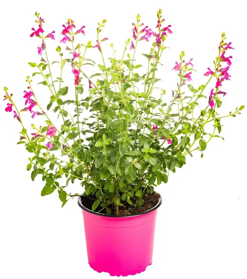 Jardin essentiel：Sauge variée. Le pot de 3 litres