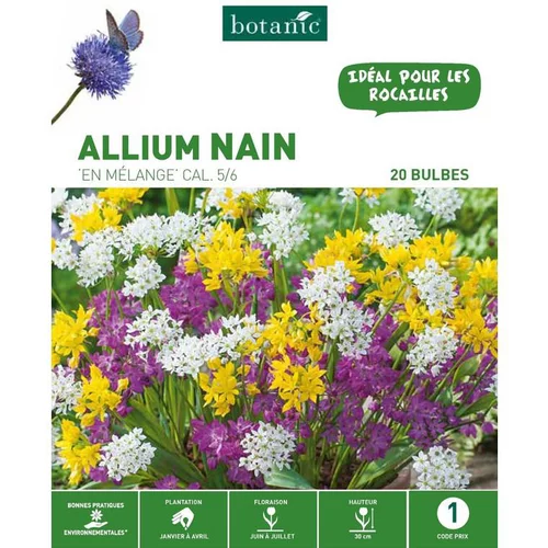 Jardin confort：Allium Mélange botanic® - 20 bulbes