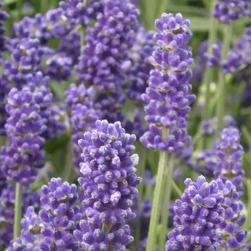 Bien utile au jardin：Lavande Intermedia Grosso en pot de 3 litres