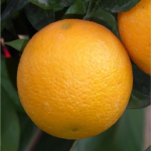 Pour votre jardin：Oranger. Le pot de 25 litres