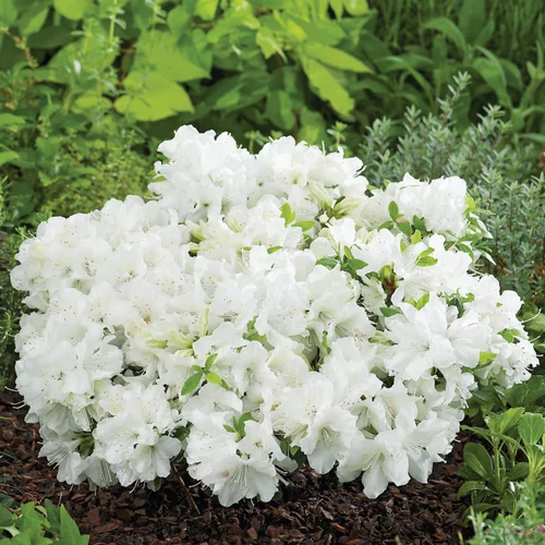 Jardin au naturel:Azalée Pleasant White. Le pot de 5 litres