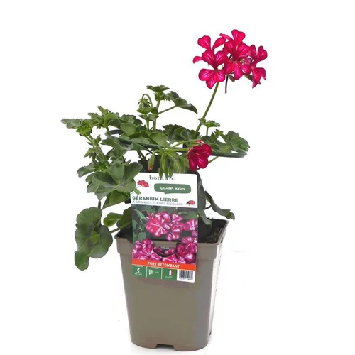 Tendance jardin：Géranium lierre double bicolore Le pot de 12 x 12 cm
