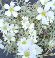Au service de votre jardin：Cerastium Tomentosum - Le pot de 2 litres
