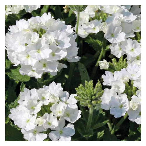 Pour personnaliser vos extérieurs:Verveine tapissante blanche - Le pot de 9 x 9 cm
