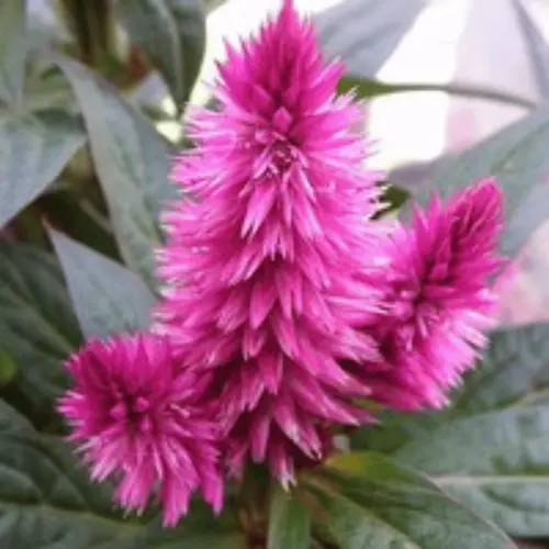 Pour aménager le jardin：Célosie Caracas - La coupe de 25 cm