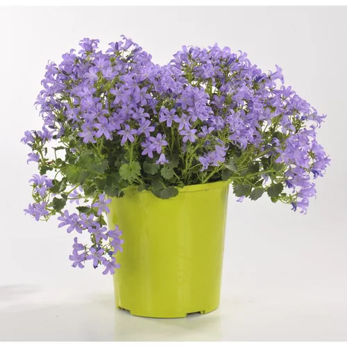 Pour un jardin accueillant：Plantes vivaces variées fleuries - Le pot de 2 litres