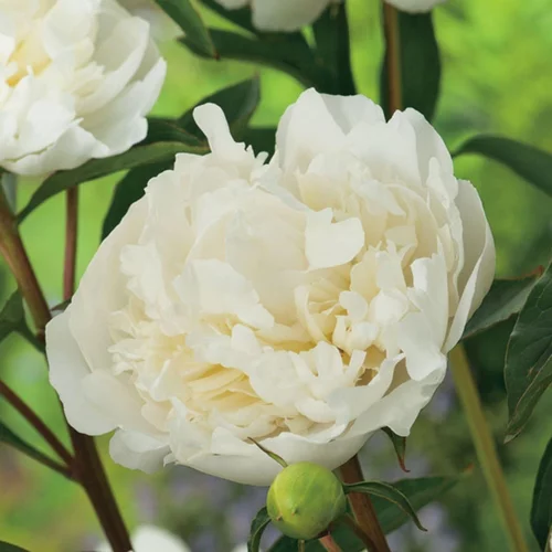 Simple dehors：Pivoine Duchesse de Nemours - Le pot de 2 litres
