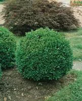Pratique jardin：Buis Faulkner en pot de 20 litres