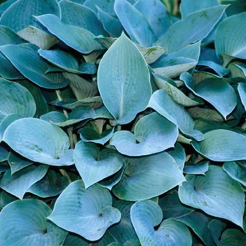 Qualité au jardin:Hosta tardiana halcyon bleu - Le pot de 9 x 9 cm