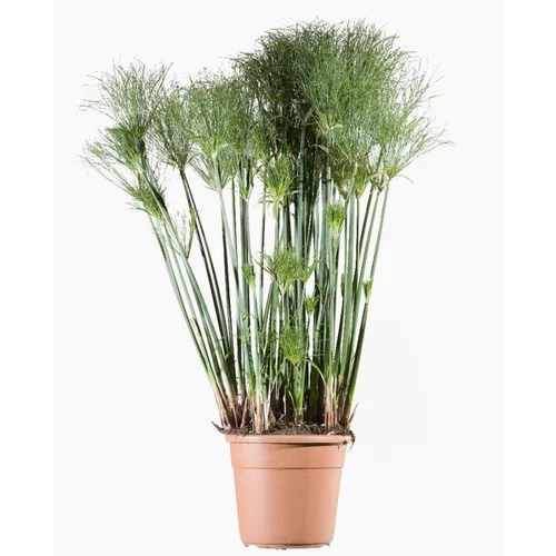 Essentiel au jardin：Cyperus Papyrus Profiler Little Prince (jonc du Nil) en pot de 4 L vert