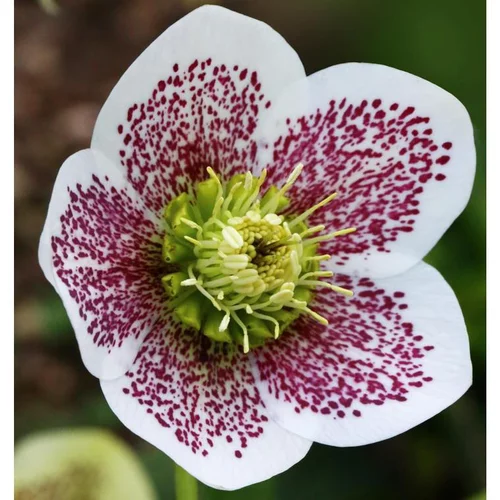 Jardin déco:Hellébore ou Rose de Noël Collection à fleurs multicolores - Le pot de 1,5 litres