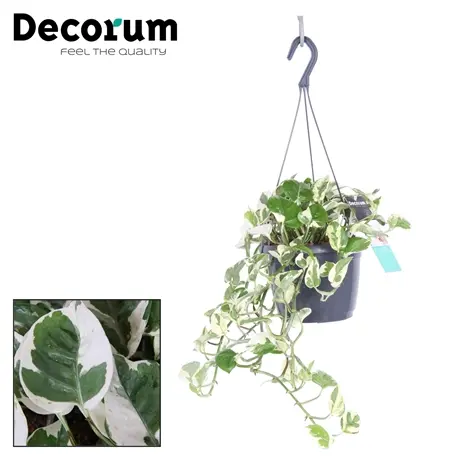 Pour compléter votre jardin：Pothos N’Joy. La suspension de Ø 18 x H 35 cm