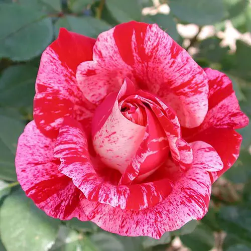 Univers végétal：Rosier Henri Matisse® Deltisse coloris rose