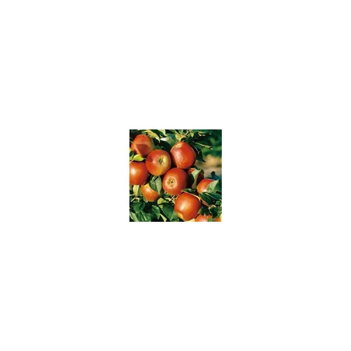 Moderne jardin：Pommier Delbard Jubile® Delgollune. En racine nue, forme 1/2 tige calibre 6/8