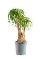 Solution nature:Beaucarnea coupe Ø25xH60/80 cm