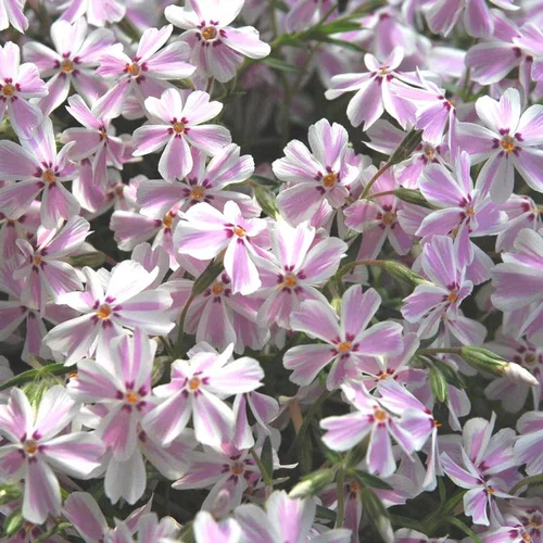 Idéal pour vos extérieurs：Phlox mousse - Le pot de 2 litres