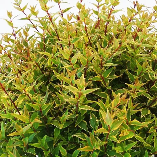 Mon jardin:Abelia Magic Daydream. Le pot de 10 litres