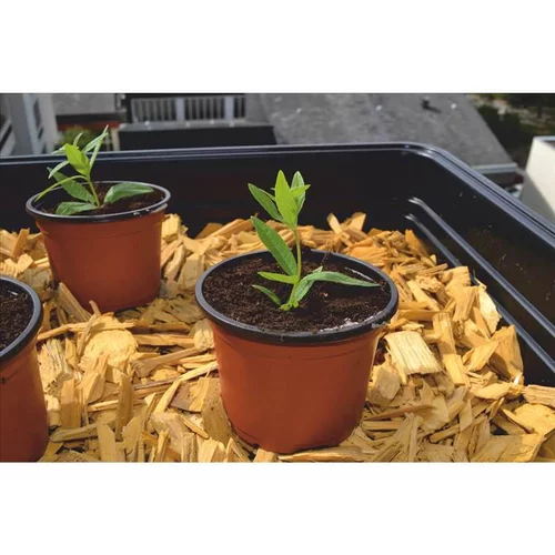 Nature maison：Pot de germination coloris orange Ø 13 cm