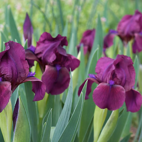 6 x Iris nain 'Cherry Garden' – Iris 'Cherry Garden', godet 9cm x 9cm