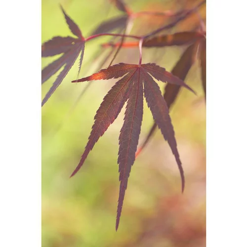 Extérieur facile：Erable du Japon (ACER PALMATUM ATROLINEARE ) Le pot de 3 litres