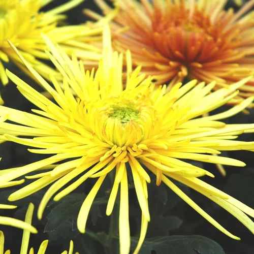 Au service de vos extérieurs：Chrysanthème Tokyo - Le pot de 2,5 litres