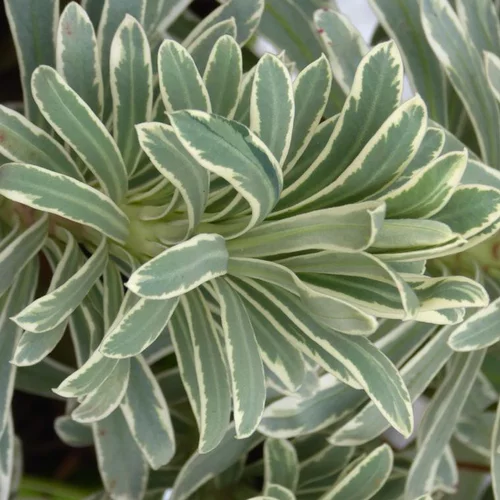 Adapté au jardin：Euphorbia Characias Silver Swan - Le pot de 4 litres