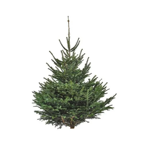 Jardin équipement：Sapin de Noël naturel coupé Nordmann - de 125 à 150 cm