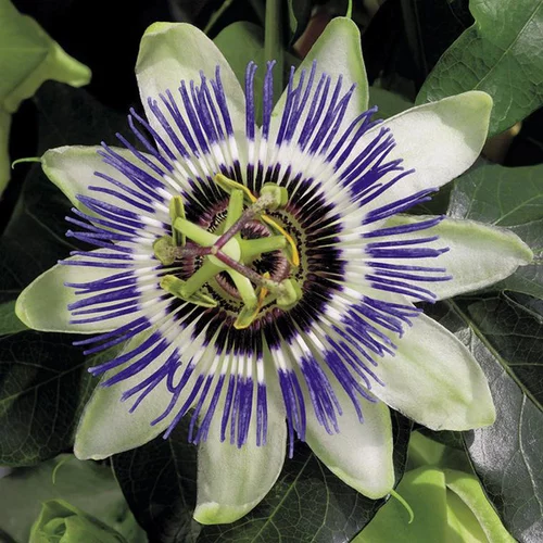 Confort jardin：PASSIFLORE CAERULEA. Le pot de 6 litres