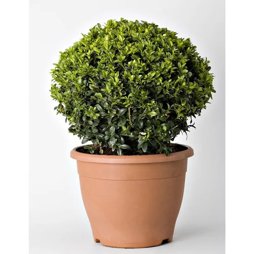 Extérieur sélection:Buxus Sempervirens (Buis commun) 90 Boule en pot de 30 L vert