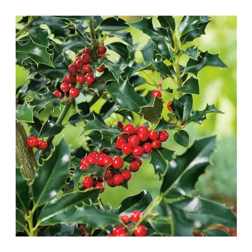 Mieux dehors：Houx Crenata Dark Green - pot 2 L