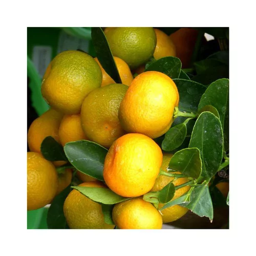 Sélection extérieur：Calamondin. La coupe de diamètre 25 cm